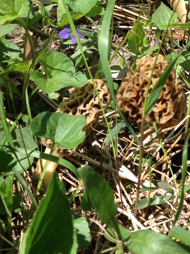 square mushroom