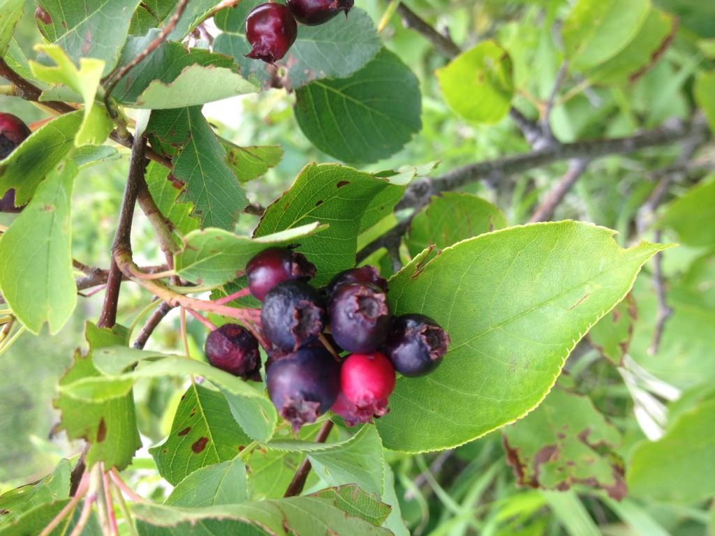 Juneberries