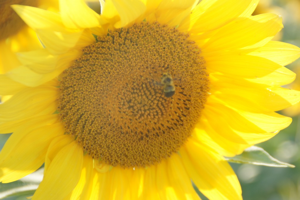 This bee is loving the idea of his own sunflower.