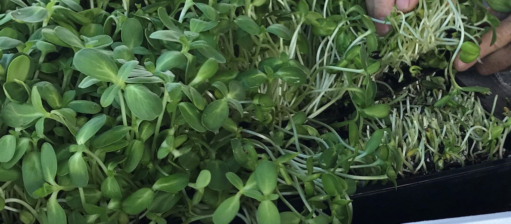 Micro-green pea shoots. If you look closely, you can see the micro-greens are being harvested with a knife. Seed peas are soaked in water overnight and then allowed to grow. They are harvested when two leaves appear. Serve as salad, in smoothies or as a nutritious garnish.